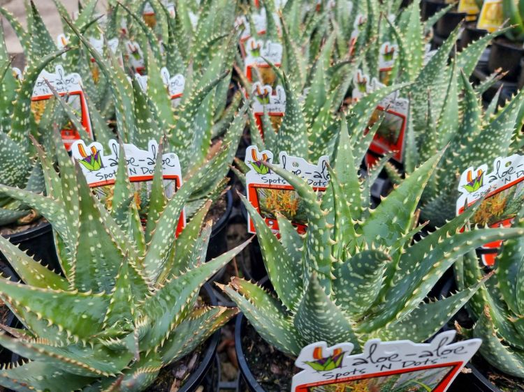 Picture of Aloe hybrida Spots N Dots