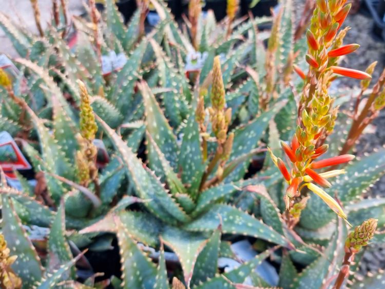 Picture of Aloe hybrida Spots N Dots