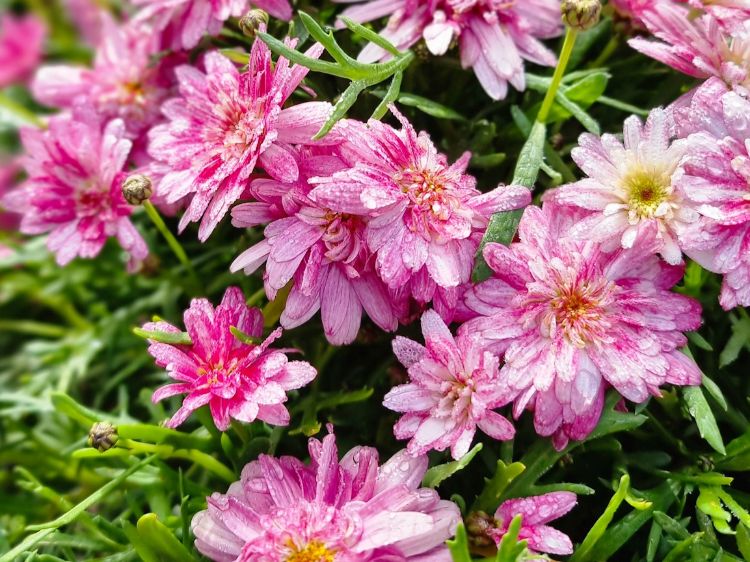 Picture of Argyranthemum frutescens Light Pink Double