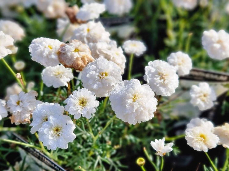Picture of Argyranthemum hybrida Sassy Double White
