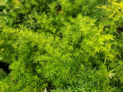 Picture of Asparagus densiflorus Sprengeri