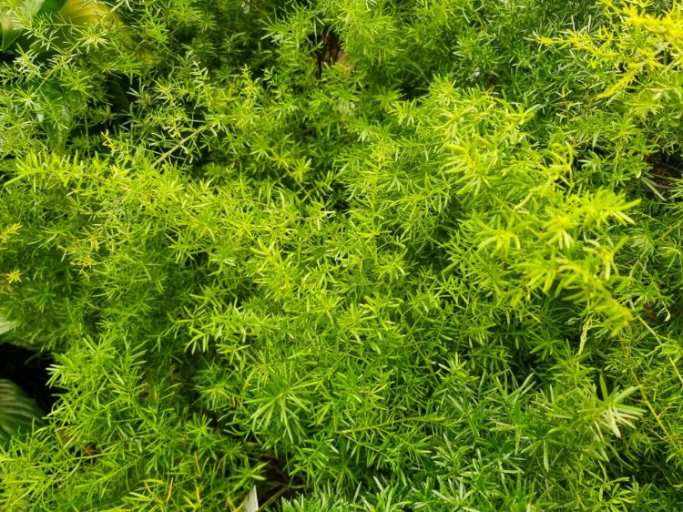 Picture of Asparagus densiflorus Sprengeri