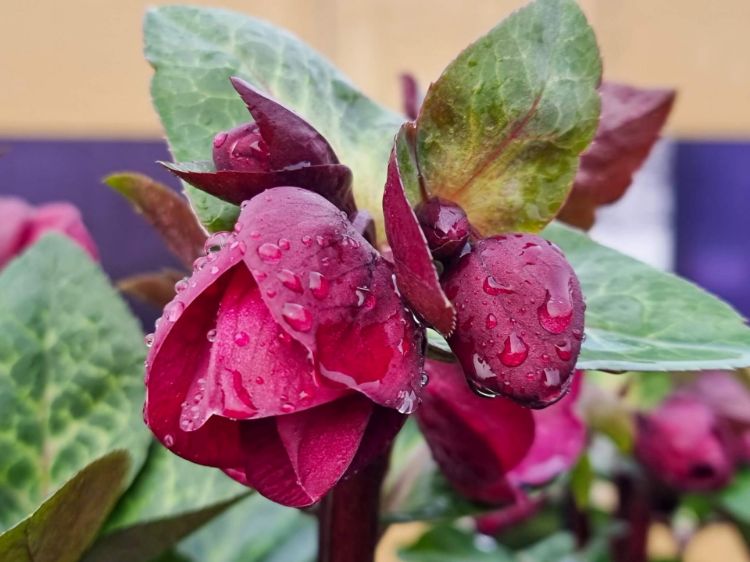 Picture of Helleborus hybrida Vibey Velvet PBR