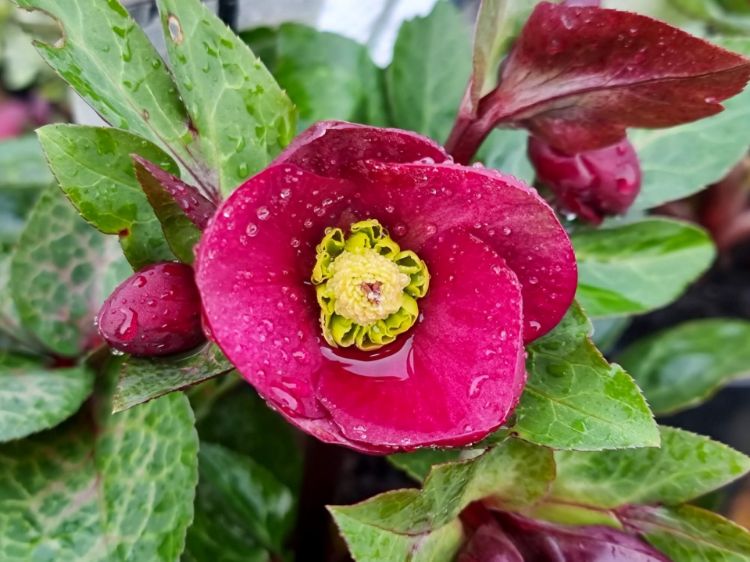 Picture of Helleborus hybrida Vibey Velvet PBR
