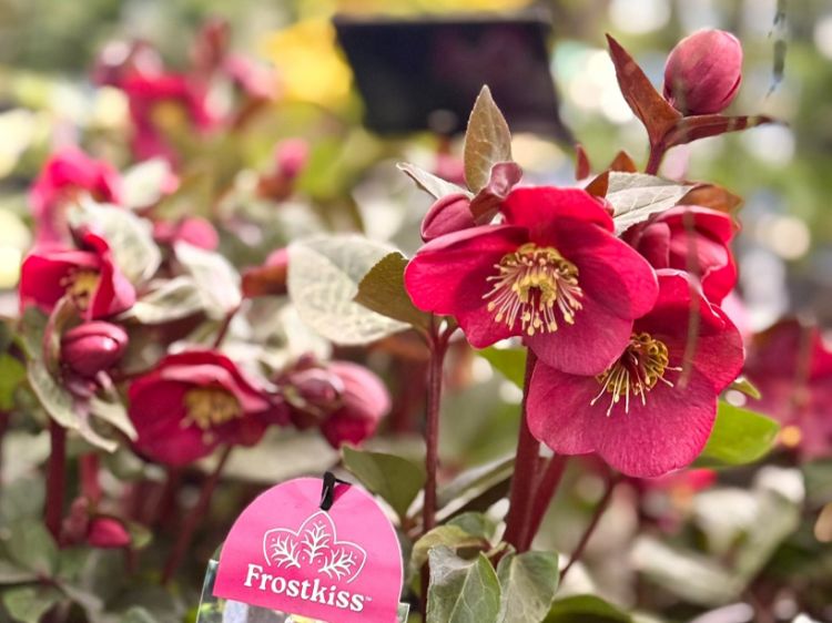 Picture of Helleborus hybrida Vibey Velvet PBR