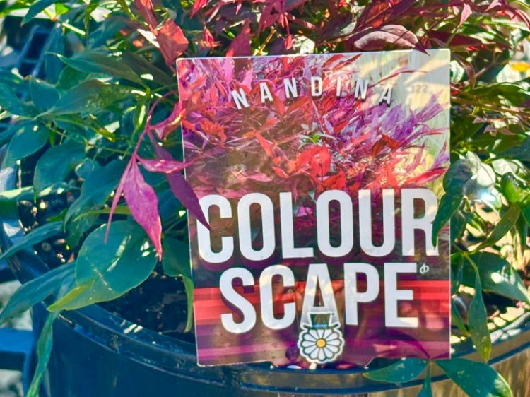 Picture of Nandina domestica Colourscape