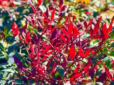 Picture of Nandina domestica Colourscape