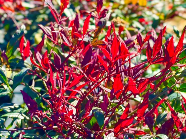 Picture of Nandina domestica Colourscape