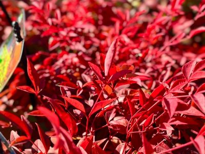 Picture of Nandina domestica Magical Daybreak