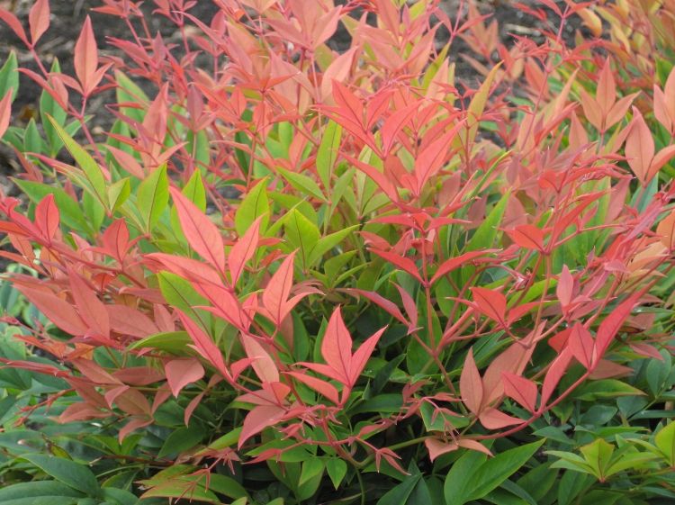 Picture of Nandina domestica Magical Daybreak