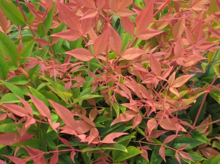 Picture of Nandina domestica Magical Daybreak