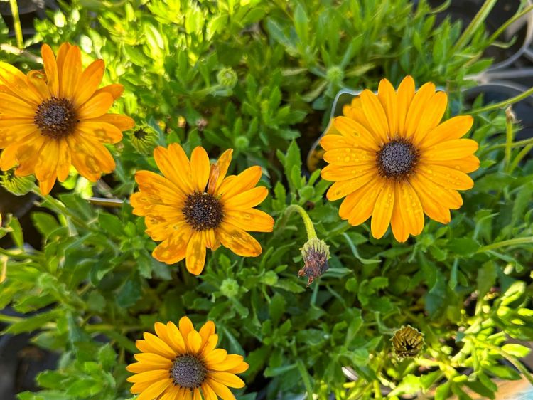 Picture of Osteospermum ecklonis Voltage Gold