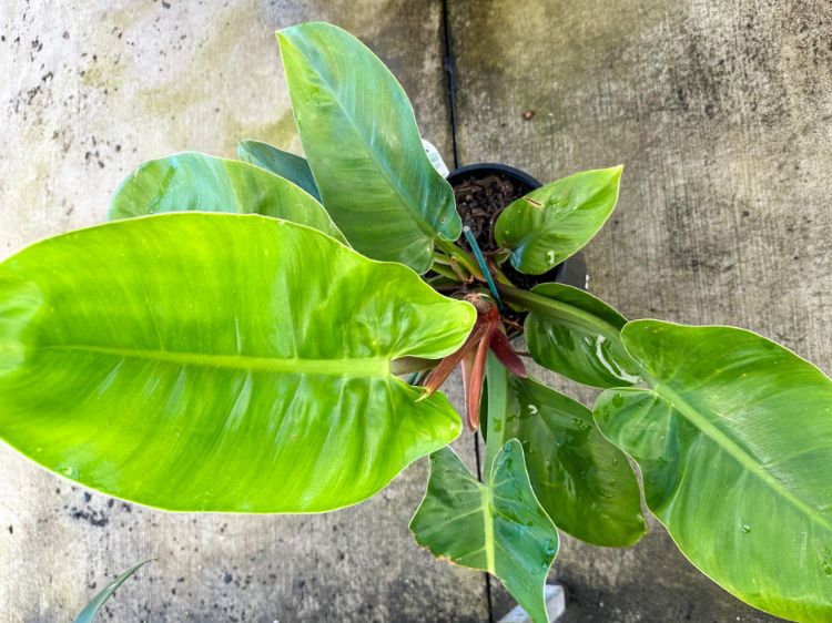 Picture of Philodendron hybrida Imperial Green