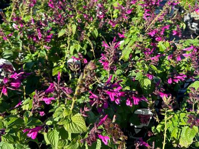 Picture of Salvia hybrida Unplugged Pink