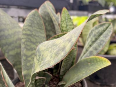 Picture of Sansevieria masoniana Congo