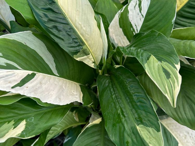 Picture of Spathiphyllum hybrida Picasso