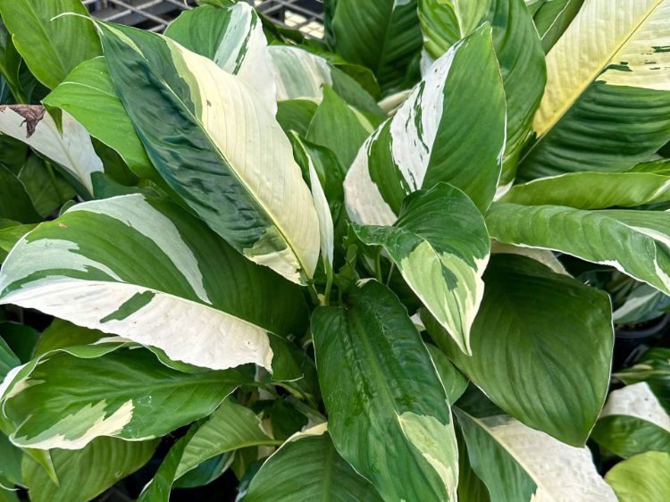Picture of Spathiphyllum hybrida Picasso