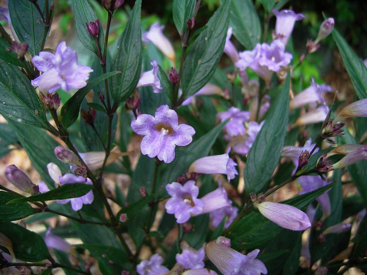 Picture of Strobilanthes anisophyllus