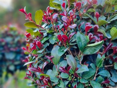 Picture of Syzygium australe Cherry Bomb