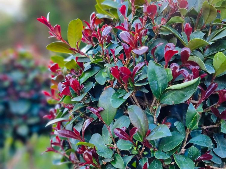 Picture of Syzygium australe Cherry Bomb