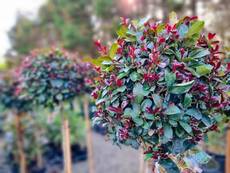 Picture of Syzygium australe Cherry Bomb
