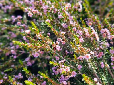Picture of Thryptomene saxicola F C Payne