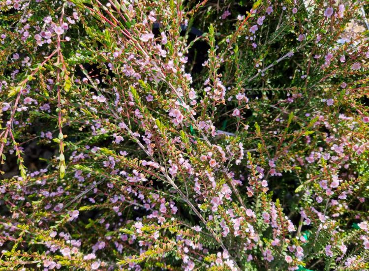 Picture of Thryptomene saxicola F C Payne