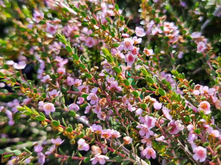Picture of Thryptomene saxicola F C Payne