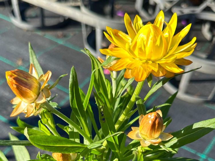 Picture of Xerochrysum bracteatum Cottage Yellow