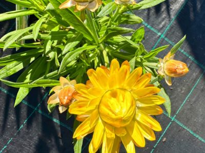 Picture of Xerochrysum bracteatum Cottage Yellow