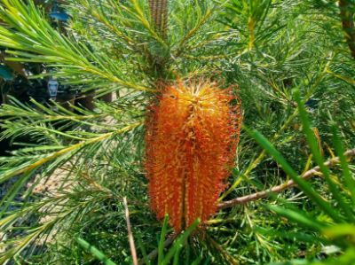 Picture of Banksia hybrida Bird Song