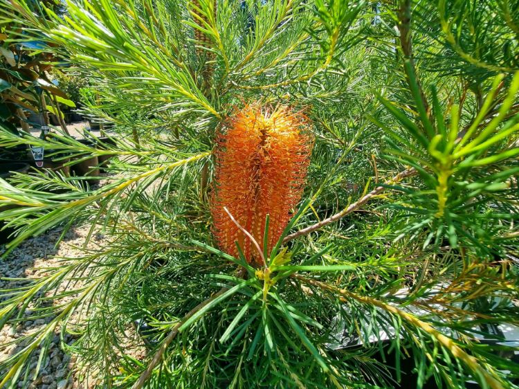Picture of Banksia hybrida Bird Song