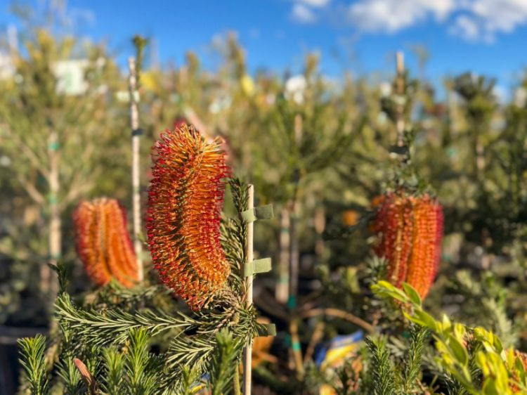 Picture of Banksia ericifolia Little Eric