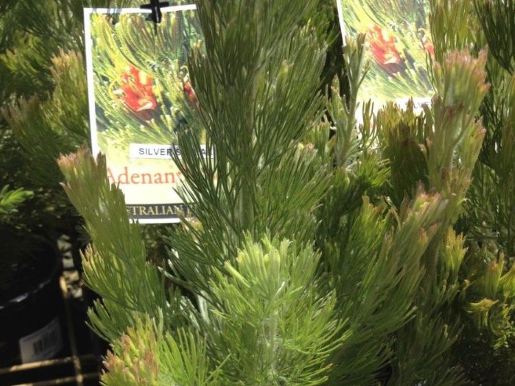 Picture of Adenanthos sericeus Silver Streak