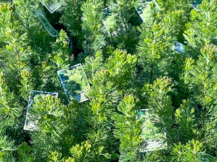 Picture of Adenanthos sericeus Silver Streak