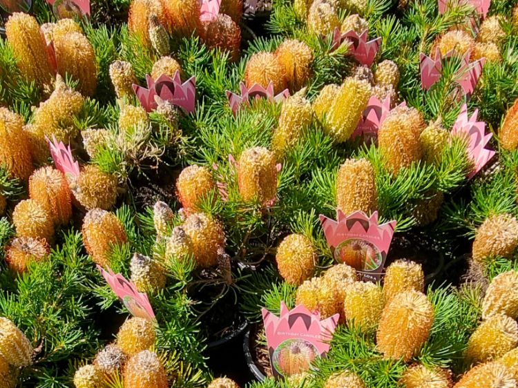 Picture of Banksia spinulosa Birthday Candles