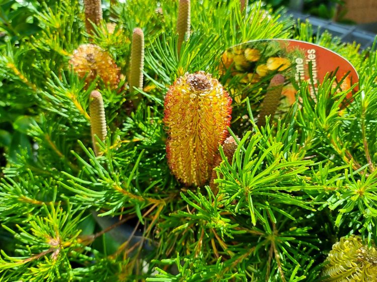 Picture of Banksia spinulosa Birthday Candles