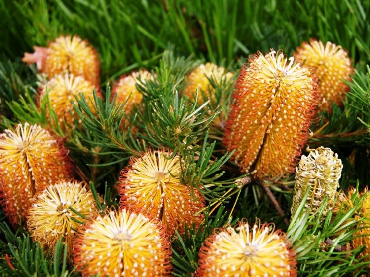 Picture of Banksia spinulosa Birthday Candles