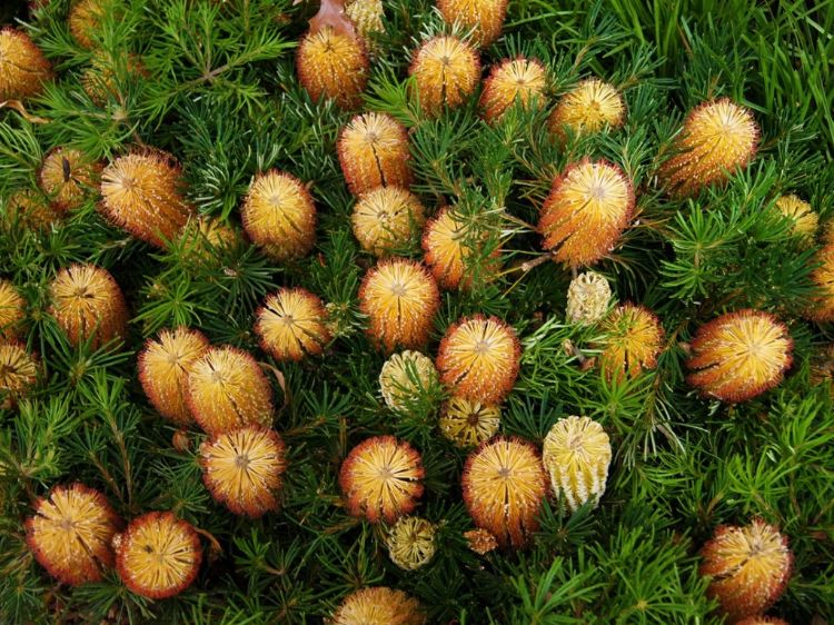 Picture of Banksia spinulosa Birthday Candles
