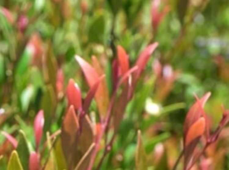 Picture of Acmena smithii Minor