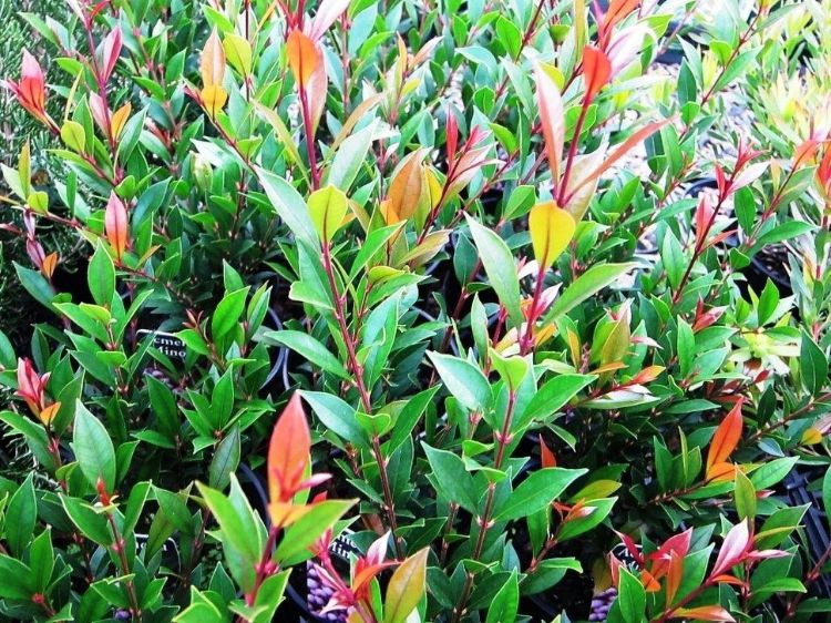 Picture of Acmena smithii Minor