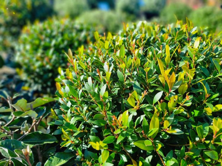 Picture of Acmena smithii Minor