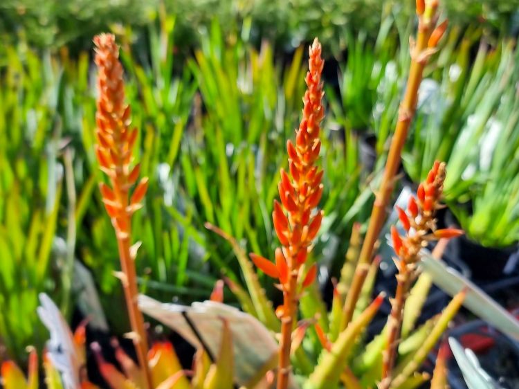 Picture of Aloe hybrida Andreas Orange