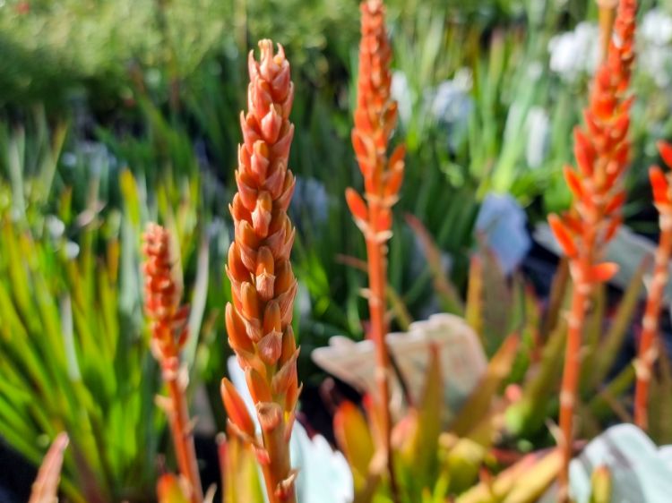 Picture of Aloe hybrida Andreas Orange