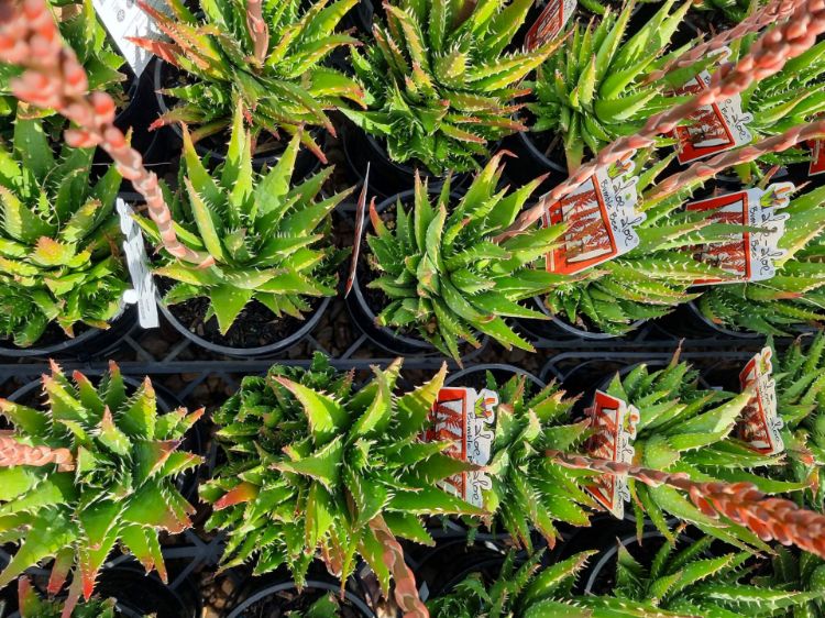 Picture of Aloe hybrida Bumble Bee