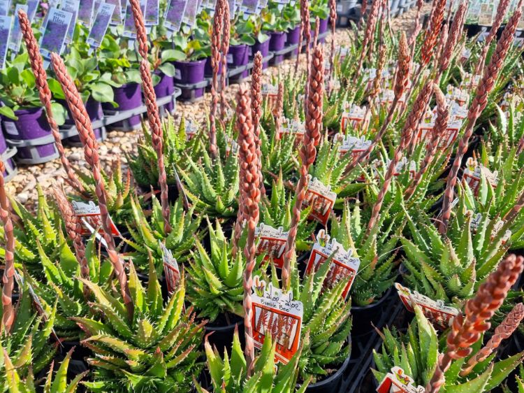 Picture of Aloe hybrida Bumble Bee