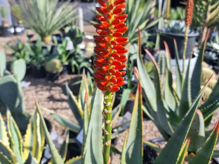Picture of Aloe hybrida Tangerine Tree