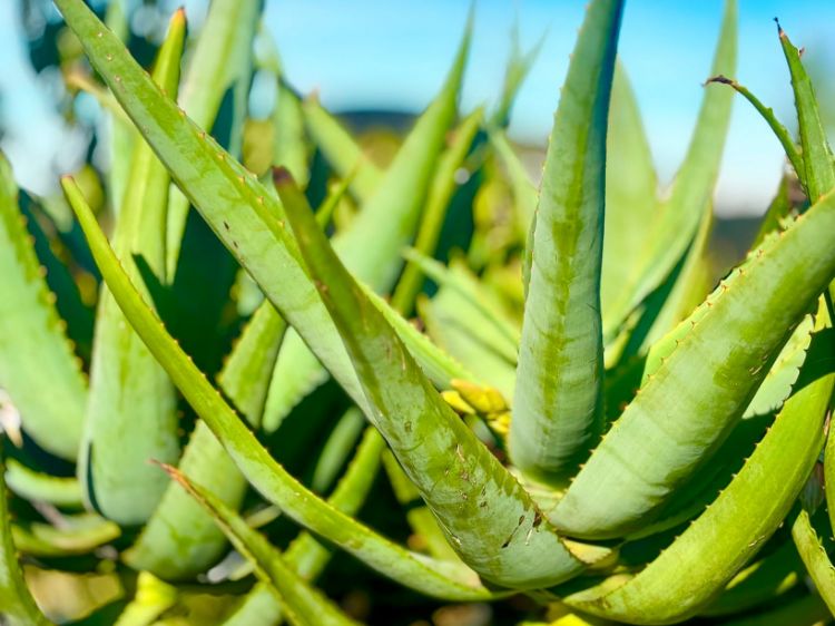 Picture of Aloe hybrida Tangerine Tree