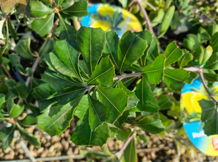 Picture of Banksia integrifolia prostrata Roller Coaster