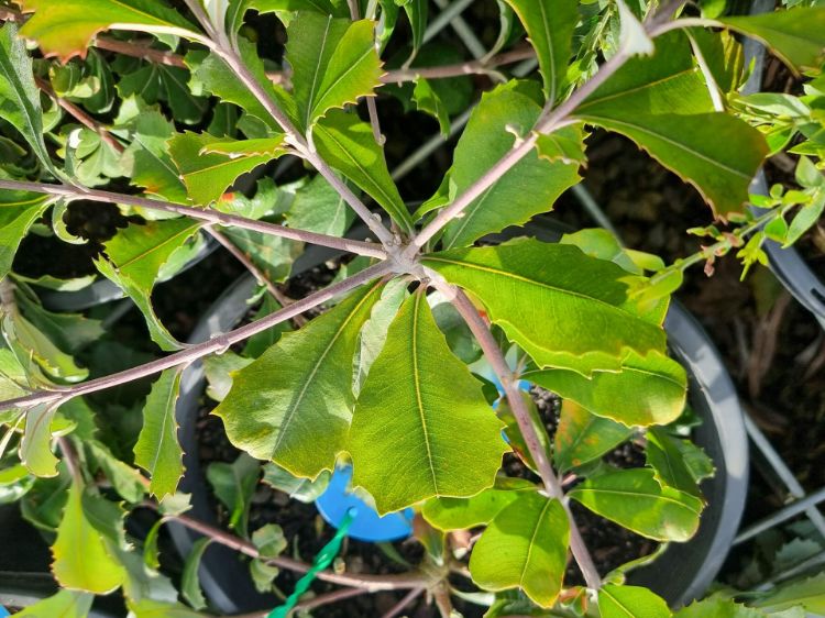 Picture of Banksia integrifolia prostrata Roller Coaster
